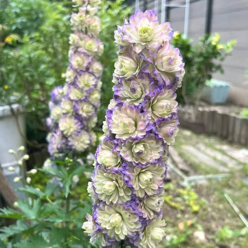 semi resistenti del delphinium, delphinium decorativi, rare rampicanti resistenti, biologici to perenne, 60pcs