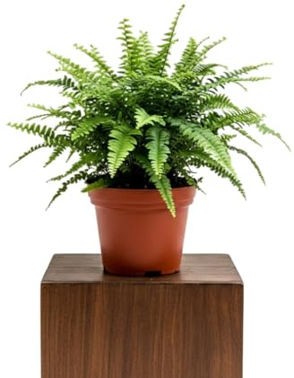 DECOALIVE Helecho espada Nephrolepis Exaltata para Ambientes Húmedos y Luminosos con Maceta de 17 cm de Diámetro y 50 cm de Altura