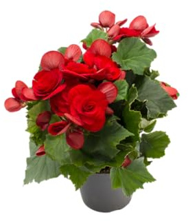 Begonia Elatior Viva Floración Abundante y Hoja Decorativa Ideal para Ambientes Tranquilos