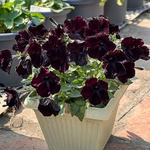semillas de petunia colgando - silvestres perenne trepadoras rápido crecimiento 400pcs