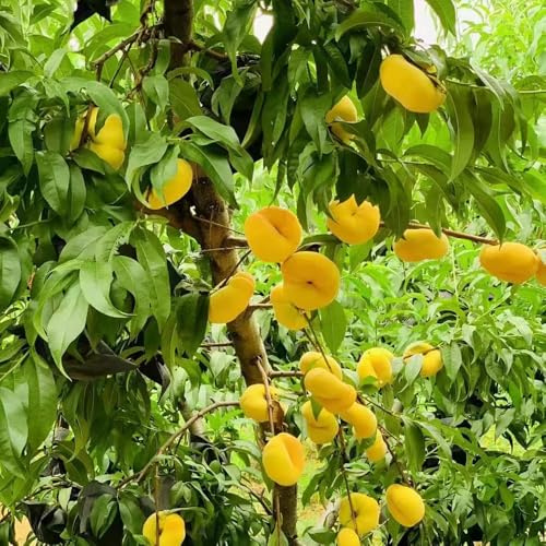 Compra un pesco da balcone da colonnari semi di pesca giardino resistenti rari colonnari per gli amanti del giardino 25semi