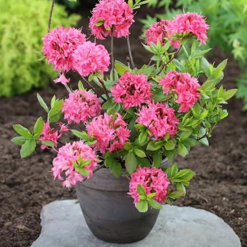 Semi di rododendro e azalea - semi di selvatici giardino arbusti arbusti fioriti, resistenti per giardinieri ornamentali resistenti da balcone serre da balcone 20pcs