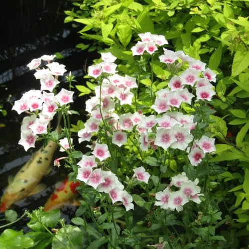 Phlox de alfombra - flox subulata balcón decorativa Jardín 1500semillas