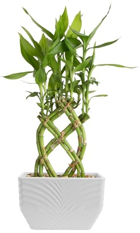 Costa Farms Lucky Bamboo Live Plant in Decorative Pot, Easy to Maintain Indoor Houseplant, Perfect for Home, Room, or Office Decor, Great House Warming or Birthday Gift, 12-15 Inches Tall