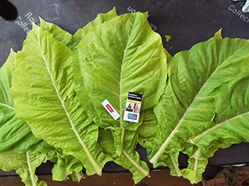 Portal Cool Semi di Tabacco - Verginia Orzo Gavana Latakia