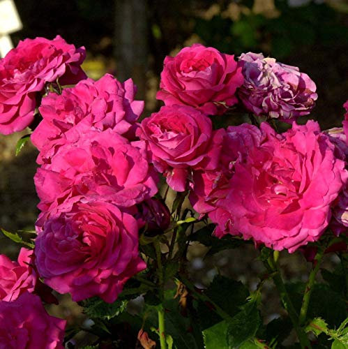 Hochstamm Rose Alexander von Humboldt 80-100cm - lebende Gartenpflanze aus den Baumschulen