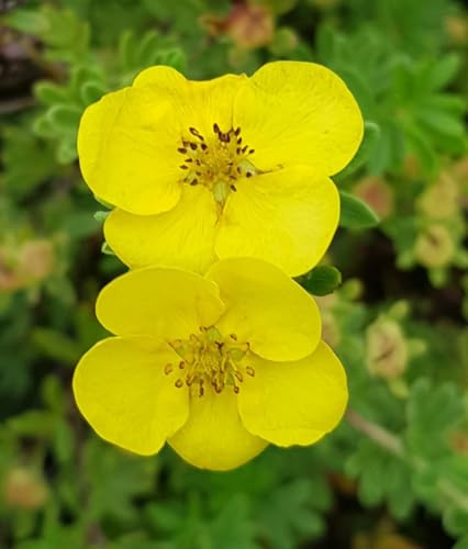 Potentilla fruticosa var. arbuscula/Potentille jaune clair/Conteneur de 3 à 4 litres
