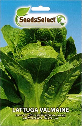SEMENTI SEMI DI LATTUGA VALMAINE BUSTINA MAXI