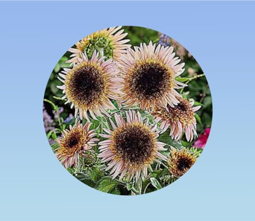 25 graines de Tournesol Astra rose - Hélianthe rose - oeil de bœuf rose - hélianthus