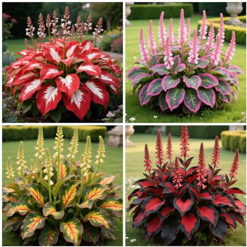 Rizoma de Hosta Perenne/Decuado para plantar al aire libre/Diseño de paisaje/Floración Duradera-f-6 Rizomas