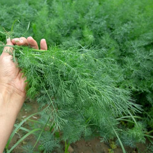 semi di aneto varietà antiche selvatici sul balcone giardino resistenti al freddo orticole 800pcs