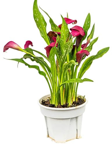 Zantedeschia - Cala - Planta Natural con Flores Mix Color Ideal para el Jardín