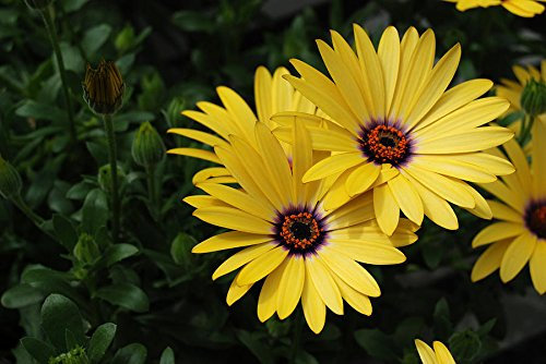 50 Semi - Afrikanische Margherita Giallo