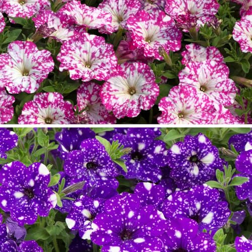 YouGarden Petunia 'Pink and Night Sky' Collection, Set of 24 Plug Plants, Ready to Grow On and Plant Out, Summer Flowering Bedding Plants, Grow in Pots, Hangingbaskets, Beds or Garden Borders