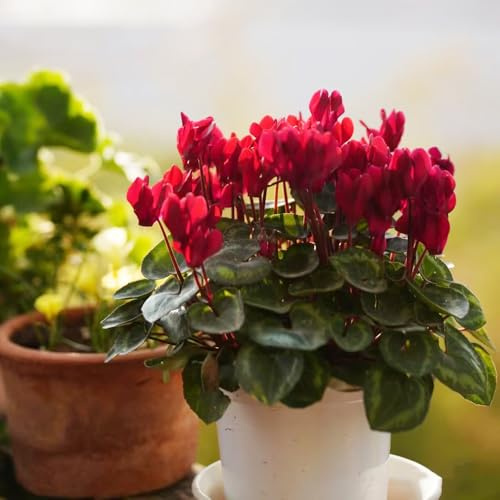 Ciclamino tetti verdi primaverili selvatici balcone per giardino balcone semi al coperto decorazione 350pcs