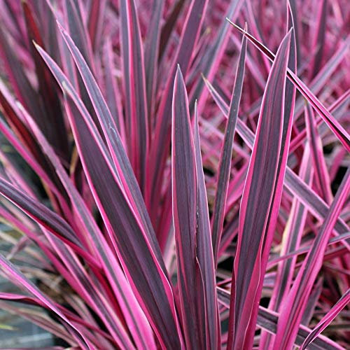 GardenersDream Cordyline Australis Pink Passion Plant - Colourful Evergreen Outdoor Plant - Herbaceous Cabbage Palm Tree - Ornamental Hardy Shrubs for Gardens, Patio, Borders (9cm Pot, 20-30cm)