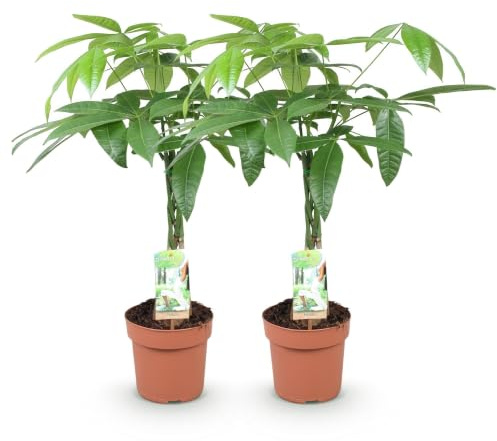 Green boutiQ - Zimmerpflanzen - Geflochtener Stamm Pachira Aquatica - Geldbaum - Wenig Pflege - Grün - 2 Pflanzen - Topf 17cm - Höhe 60-70cm