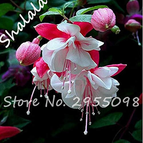 Purple Double Petals Fuchsia Seeds Potted Flower Seeds Potted Plants Hanging Fuchsia Flowers Aerobic Potted 120 Particles/Bag