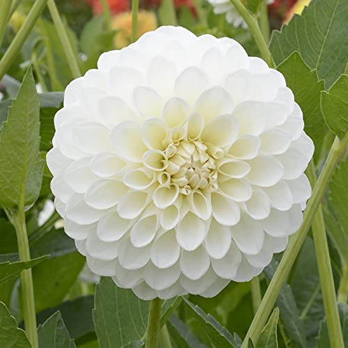 Dahlie Boom Boom White | 1 Stück | Knolle | Schnittblume | Weiß | 100% Blütegarantie | QFB Gardening