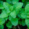 Semi di menta verde 70 pezzi