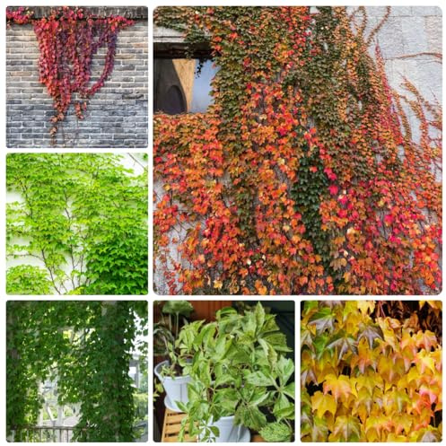 semi resistenti di vite selvatica, per balcone, giardino, biologici, 150pcs