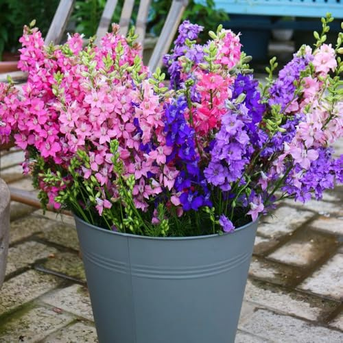 delphinium semi d'estate selvatici balcone primavera semi selvatico primavera parterre ufficio 380pcs