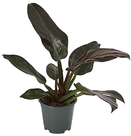 Dehner Baumfreund, verschiedene Sorten, ca. 50-60 cm, Ø 14 cm | Philodendron erubescens, kletternde Zimmerpflanze, luftreinigend und pflegeleicht, für helle Standorte ohne direkte Sonne