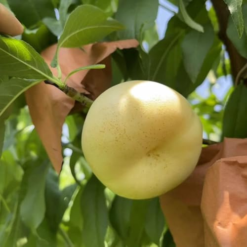 Semillas resistentes del melocotonero - perennes orgánicas,enanos en el balcón, 15pcs