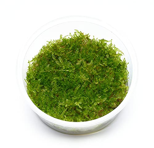 USCAPE Vesicularia montagnei - Christmas Moos in vitro XL - 8,5cm Bechergröße - in vitro Wasserpflanzen für Aquarien