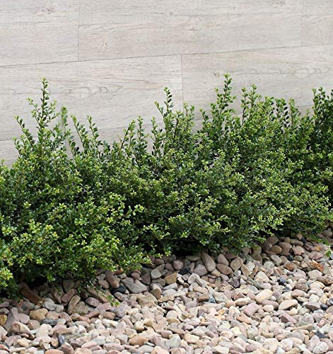 Japanische Zwerg Stechpalme Green Lustre 25-30cm - Ilex crenata - lebende Gartenpflanze aus den Baumschulen