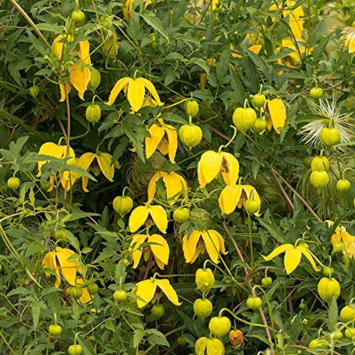 GOLDEN CLEMATIS tangutica, semi Radar Love