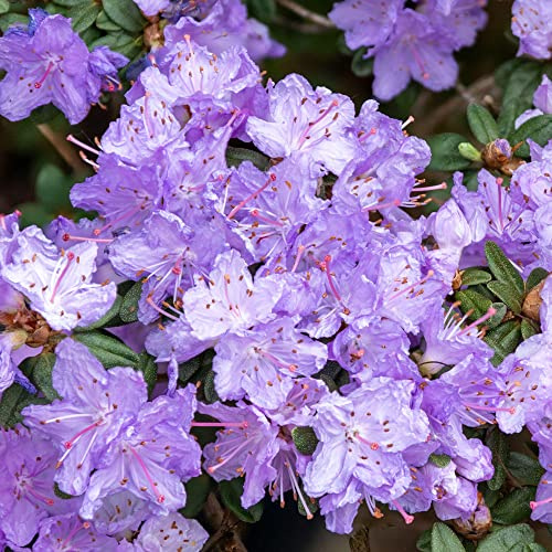 Rhododendron Ramapo Outdoor Plants - Garden Ready Evergreen Dwarf Shrubs - Potted Purple Spring Flowering Rhododendron Plant in Pot (5 Litre Pot, 50-70cm)