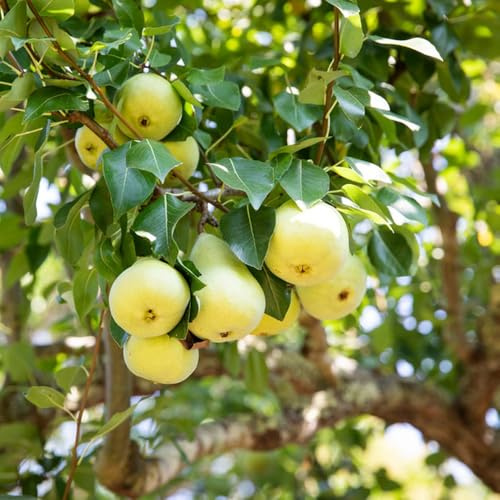 birnenbaum säulenobst pflanzendeko bio balkongarten biosaatgut gartenpflanzen kräuterpflanzen kräutersamen pflanzensamen zimmerpflanzen stauden winterhart mehrjährig obstsamen bonsai 10samen