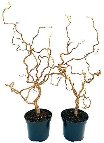 POWERS TO FLOWERS - NOCCIOLO CONTORTO, CORYLUS CONTORTA, 2 PIANTE, ALTEZZA 100CM, piante vere