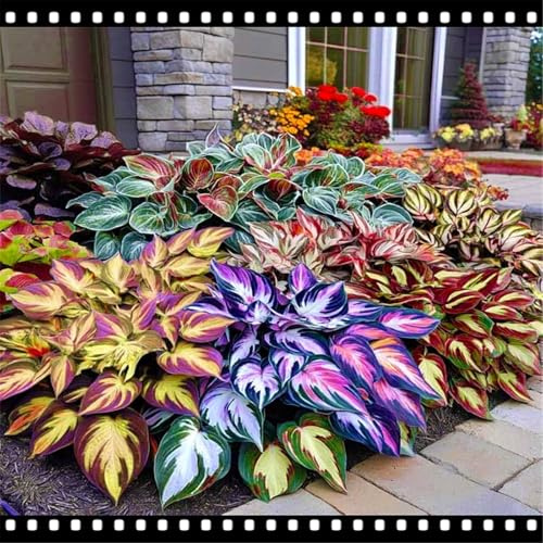 Rizoma di Hosta/Hosta resistente al freddo/diverse varietà/tollerante all'ombra per balconi e giardini-4 PCS-B