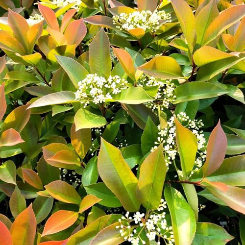 Semi di Photinia Red Robin resistenti esotico raro siepe, ornamentali resistenti ornamentali biologiche vecchie varietà per 350pcs