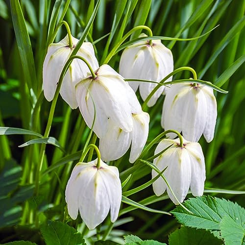 bulbi imperiale coronata, fritillaria del soggiorno giardino 8pcs