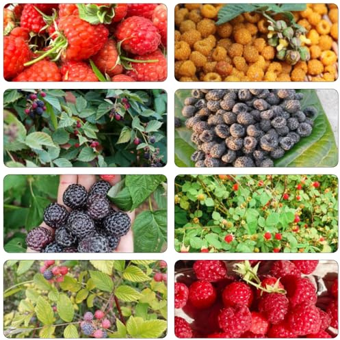 semillas de frambuesa frambuesas de balcón semillas jardín 45pcs