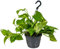 Bloomique - Scindapsus Aureum - Efeutute - Hängepflanze - Zimmerpflanzen - Kletterpflanzen für drinnen - Pflegeleicht - Luftreinigend - Höhe 20-30 cm - Topf 17 cm