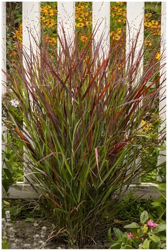 Stauden Gänge 1 x Panicum virgatum 'Cardinal' Rote Rutenhirse winterhart | Rotes Ziergras für Sonne, Blüte August bis Oktober, mehrjährig, 1 L Topf (11x11 cm)
