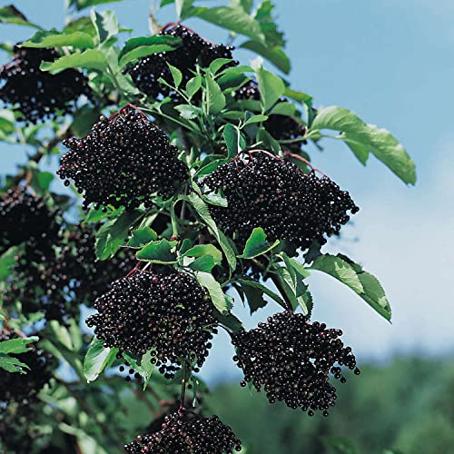 GARTEN SCHLÜTER® Schwarzer Holunder 'Riese aus Vossloch' Sambucus nigra