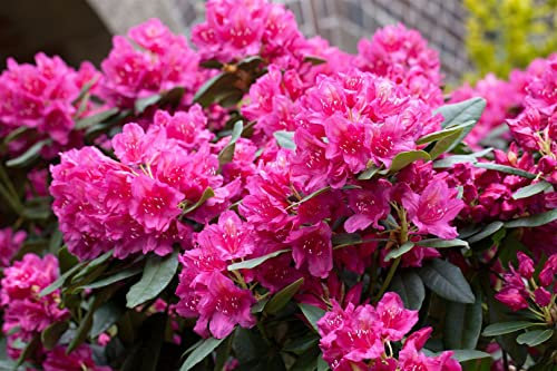 Rhododendron Hybr. 'Dr. H. C. Dresselhuys' 60-70 cm - Rhododendron, rote Blüten, Blütezeit Mai-Juni, ideal für Halbschatten, immergrün, winterhart
