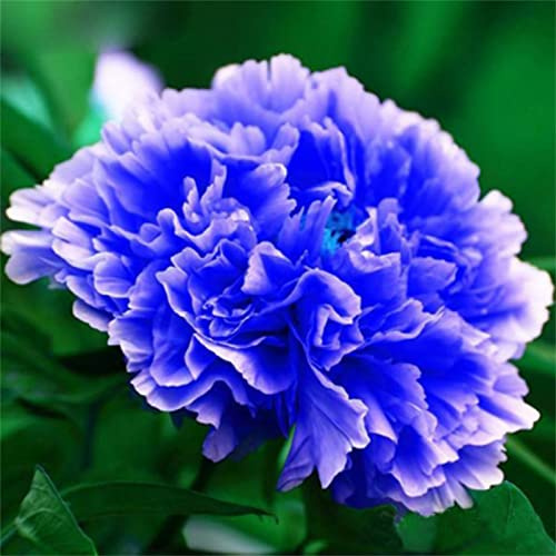 Pfingstrosen Zwiebeln, Mysteriöse magische Glühbirne, Lebende Pflanzen,Seltene Pflanze,Mehrjährige Blumenzwiebel ist winterhart,Leicht Zu ZüChten,Exotisch, Blumenzwiebel Mix,Hausgarten,-4zwiebeln-F