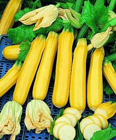 Squash Summer Golden Zebra Zucchini 100 Seeds