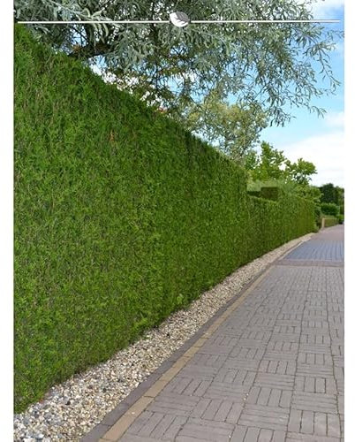 Lebensbaum Thuja Brabant 200-225 cm. 8 Thuja Pflanzen. Sichtschutz Hecke