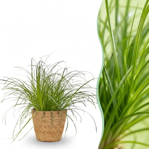 Cyperus alternifolius Zumula - Katzengras - Haustierfreundliche Pflanze - Grün - mit Korb - 20cm - Ø12cm - Zimmerpflanze - Komplettes Set - Pflanze mit Topf