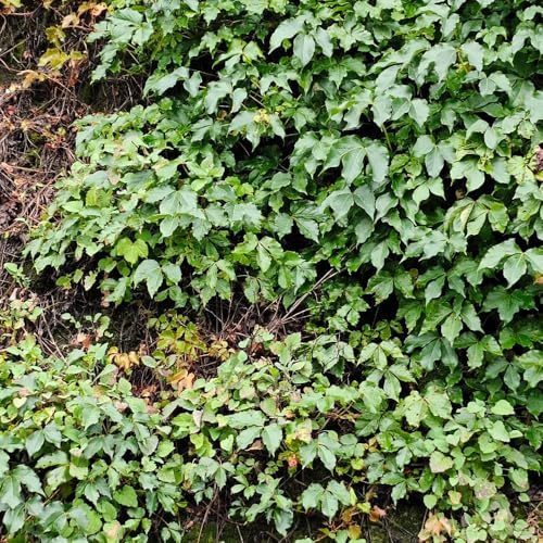 Semi di vite selvatica, per esterno resistenti all'inverno Parthenocissus tricuspidata, decorazione da giardino per esterni decorative rampicanti perenni 450pcs