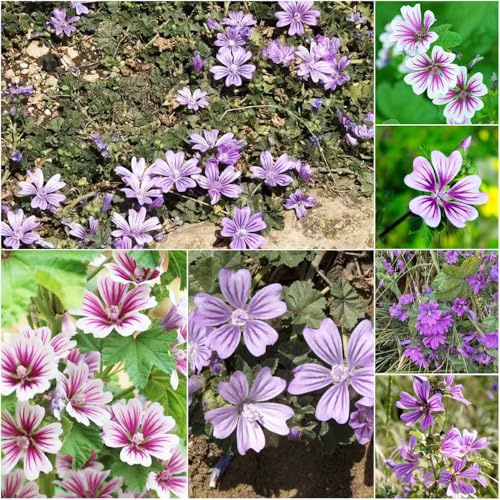 semi di malva salotto di bonsái pascolo perenne (malva - sinensis) prato giardino 1000pcs