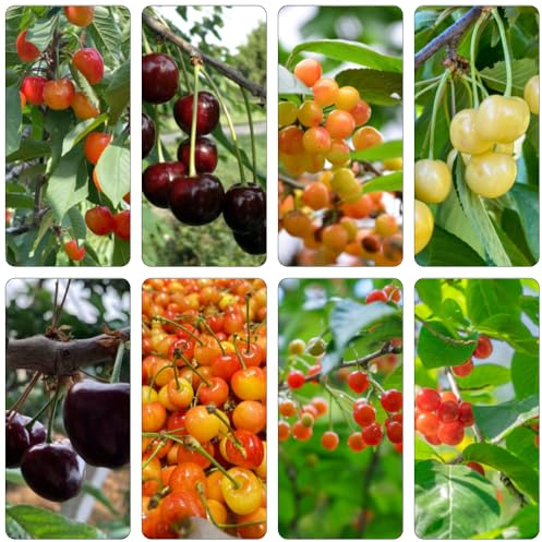 kirschbaum obstpflanzen balkon deko säulenkirsche Kirsche bonsaibaum hochbeete für garten balkonpflanze spalierobst gartenpflanzen zwergobstbäume säulenobstbäume Süsskirsche bonsai 225samen