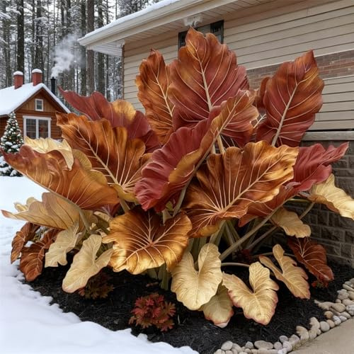 Resistenti,Giardini, Adatte come regali per le feste Balconi,belle,Bulbi di hosta-Perenne resistente al freddo, -2 Bulbi-A